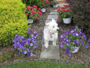 Ohio Westie Terrier