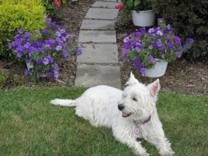 ohio westie terrier