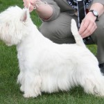 Ohio Westie dog show