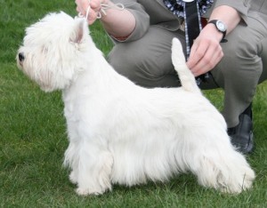 Ohio Westie dog show
