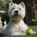 ohio westie terrier highland club