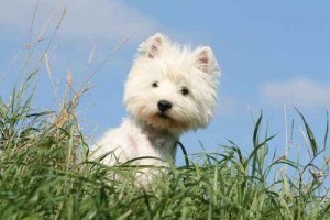 c8dc5d583094501a06371b8fc795e021