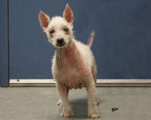 Ohio Westie Terrier