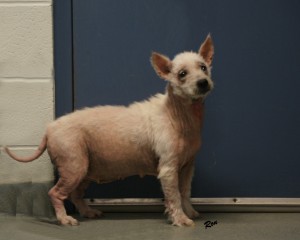 OHio Westie Terrier