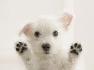 Window_Watcher_West_Highland_White_Terrier