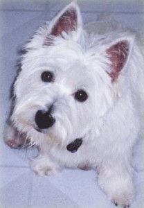 westin-cute