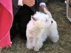 dog_show_westie1 ohio westie west highland white terrier